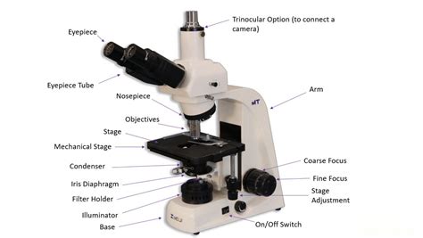 Ultimate Guide To Microscopes Microscopes 101 Lab Pro Inc