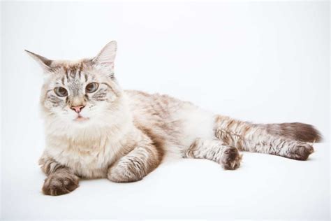 Lynx Point Siamese Cat Guide Petskb