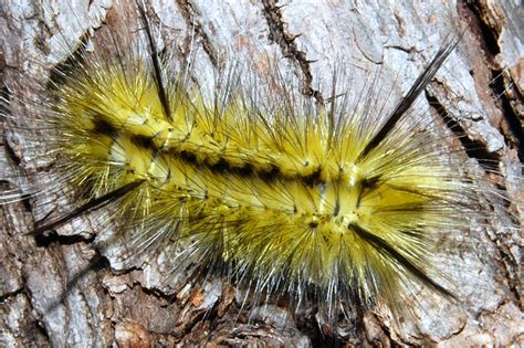 Black and yellow striped caterpillar with long, white hairs. Tussock Moth Caterpillar - What's That Bug?