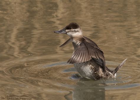 Ruddy Duck Hen With Her Body Out Of The Water On The Wing Photography