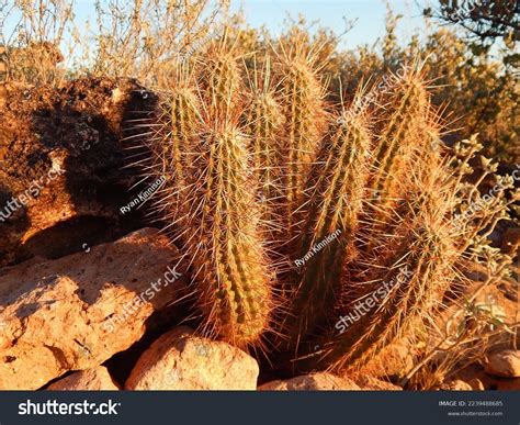 1242 Arizona Hedgehog Cactus Images Stock Photos And Vectors Shutterstock