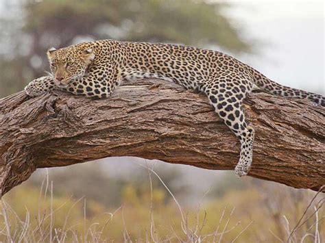 Samburu National Reserve Kenya Guida Completa Wildreporter