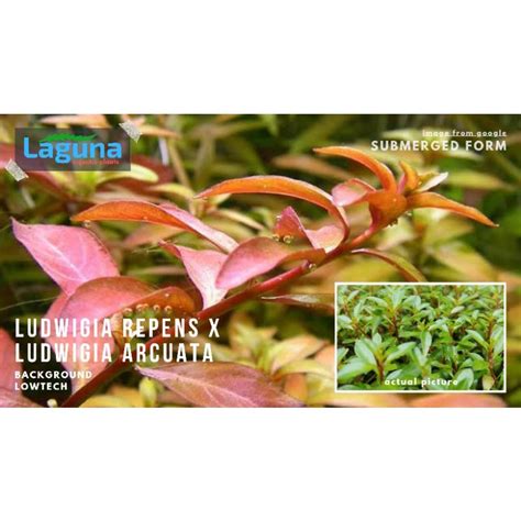 Ludwigia Repens X Ludwigia Arcuata Lowtech Aquatic Plants Pcs