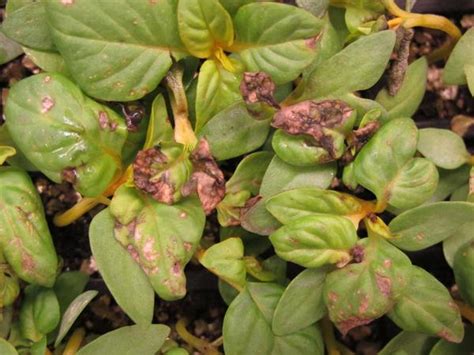 Septoria leaf spot is one of the most common garden diseases. Bacterial Leaf Spot on Greenhouse Ornamentals | NC State ...