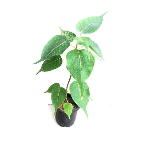 Buy Peepal Tree Ficus Religiosa Sacred Fig Plant Online India At