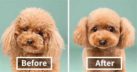 Which is why there are so many bad haircut memes online! 10+ Dogs Before And After Their Haircuts (Add Yours ...