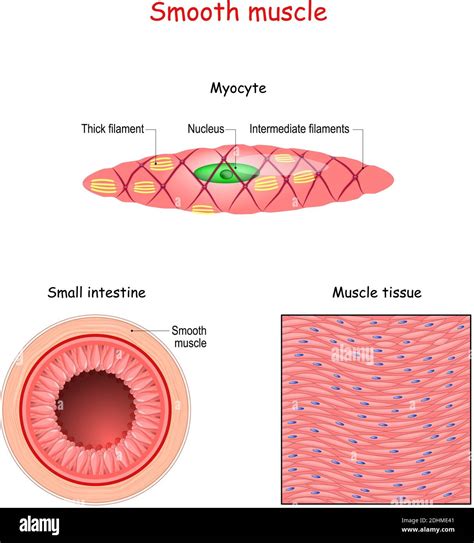 Smooth Muscle Tissue Structure