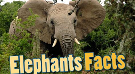 Elephants Facts Amazing Information Pictures And Video