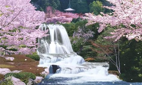 Waterfall Pictures Japanese Cherry Blossom Cherry Blossom Tree