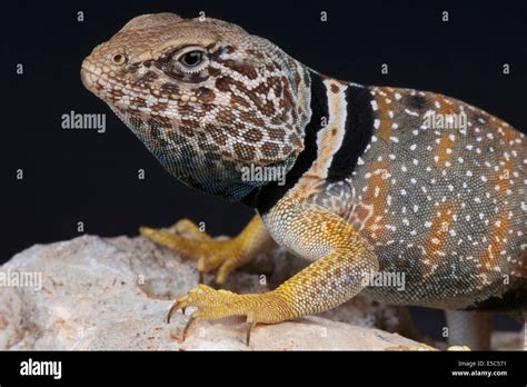 Desert Collared Lizard Crotaphytus Bicinctores Stock Photo Alamy