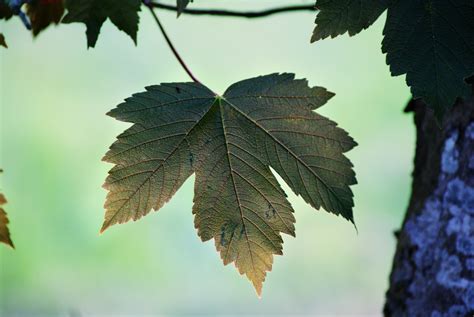 X Wallpaper Green Maple Leaf Peakpx