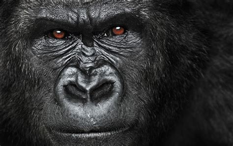 Angry Gorilla Wallpapers Top Free Angry Gorilla Backgrounds