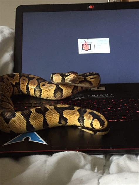 Snek Wants To Learn Some Python Rsneks