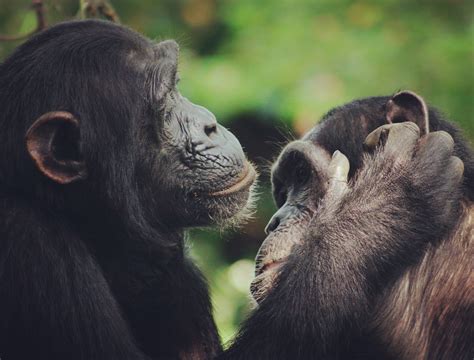Chimpanzees Help Trace The Evolution Of Human Speech Back To Ancient