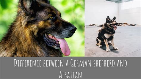 Difference Between A German Shepherd And Alsatian Are They Same