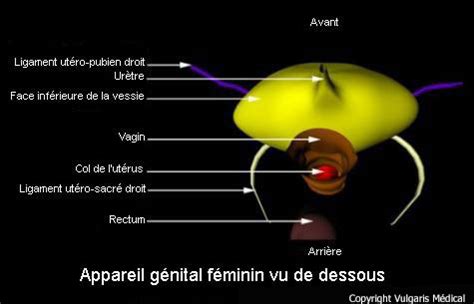 Appareil génital féminin vu de dessous schéma Gynécologie obstétrique Vulgaris Médical