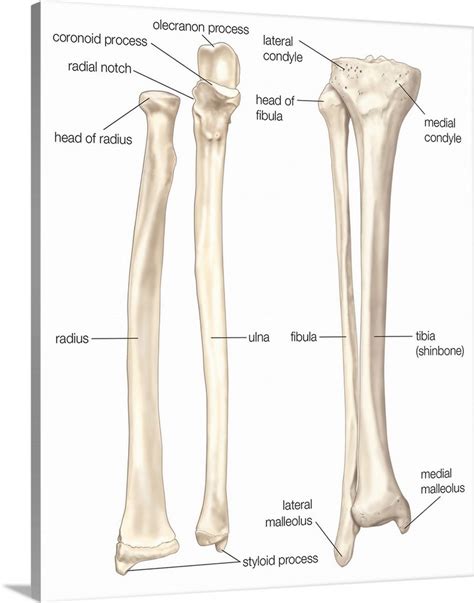 Comparison Of Bones Of Forearm And Lower Leg Anterior View Skeletal