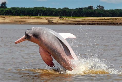 Bolivia Has Its Very Own River Dolphin Species Inia Boliviensis