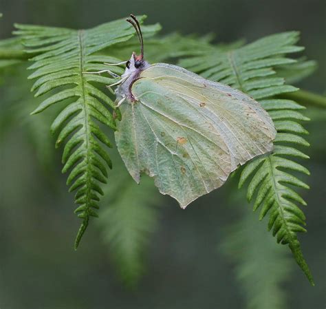 An Insight Into The Lives Of Butterflies The Brimstone Brimstone