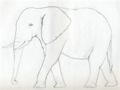 Elephant Pencil Drawing Easy Clip Art Library Images And Photos Finder