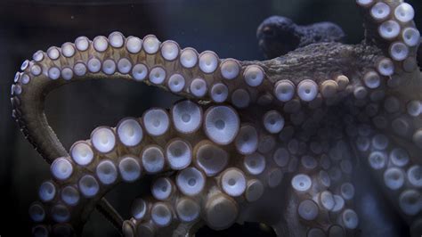 Rambo The Octopus Photographs Guests At The Kelly Tarltons Sea Life