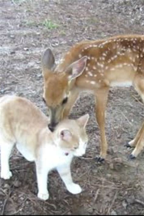 This Baby Deer And Cat Are Best Friends