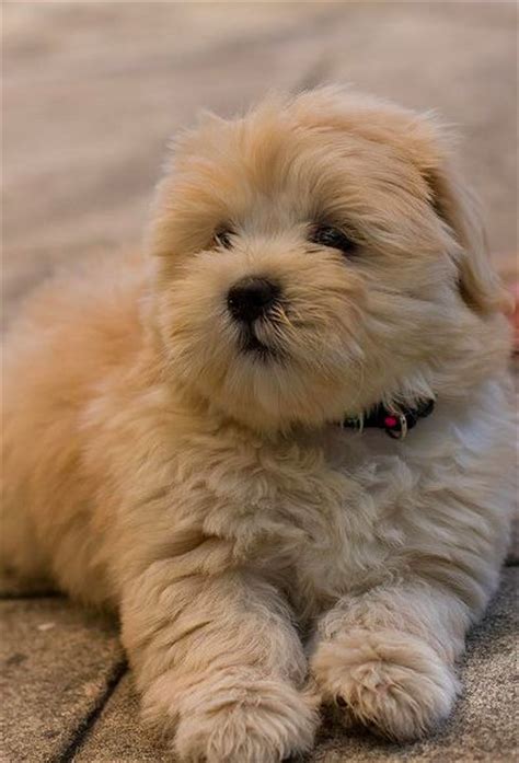 Are you considering cutting your shih tzu's hair yourself? The 25+ best Teddy bear dogs ideas on Pinterest | Teddy ...