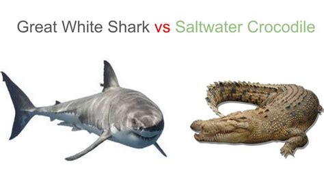 Great White Shark Vs Saltwater Crocodile 2018 Youtube