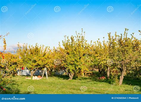 Apple Fruit Horticulture In Orchard With Trees Apple Fruit