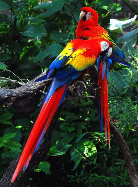 Ara Macao Have You Ever Seen A Scarlet Macaw