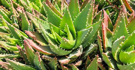13 of the best aloe varieties for landscaping and containers reportwire