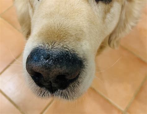 What Does It Mean If My Dogs Nose Is Dry