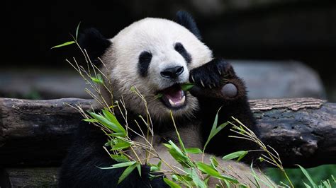 Wild Giant Pandas No Longer Endangered In China As Number Rises To