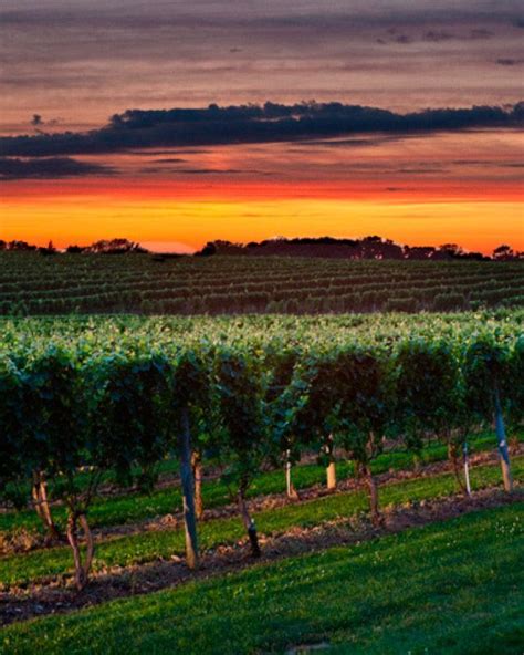 An Insiders Guide To The Hamptons Wolffer Estate Vineyard