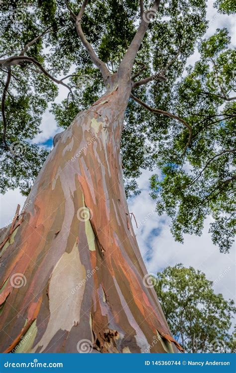 Colorful Tall Rainbow Eucalyptus Tree On Oahu Hawaii Stock Photo