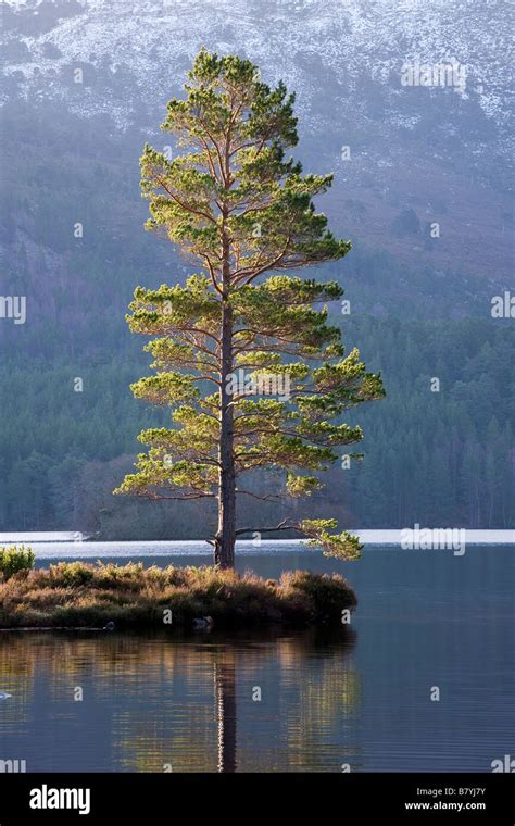 Single Pine Tree Loch An Eilein Rothiemurchus Scotland Stock Photo