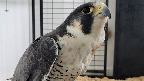 Wildwood Park And Zoo Welcomes New Peregrine Falcon
