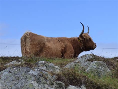 Where To See Hairy Highland Coos Secret Scotland