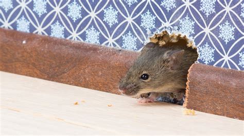 How To Get Rid Of Common House Mice Rodents In The Walls Of Your