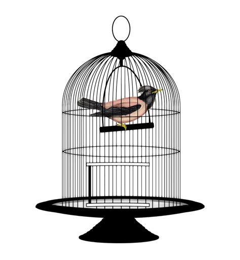 Bird Cage Png Image Purepng Free Transparent Cc0 Png Image Library