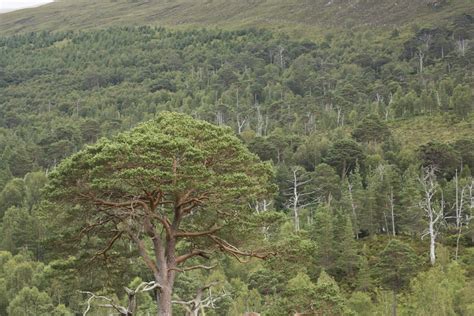 Scotlands Ancient Pine Forests At Risk From Endemic Disease