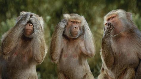 Download Wallpaper For 3840x2160 Resolution Funny Monkeys Animals