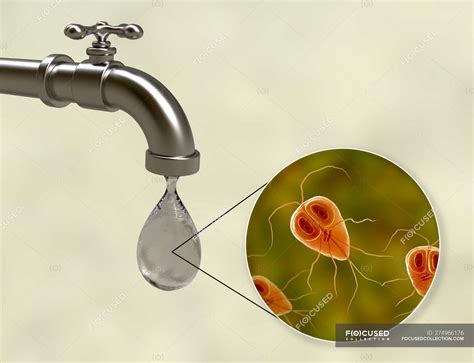 Conceptual Digital Illustration Showing Giardia Intestinalis Parasites