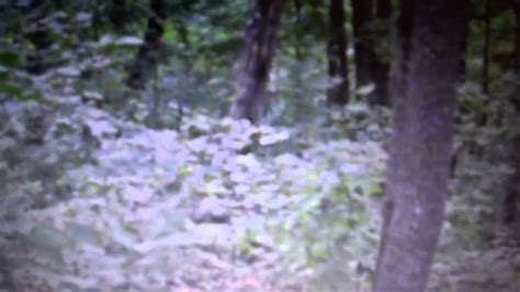 Bigfoot Footage From Georgia Youtube