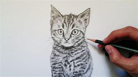 Cómo Dibujar Un Gato A Lápiz 】 Paso A Paso Muy Fácil 2024 Dibuja Fácil