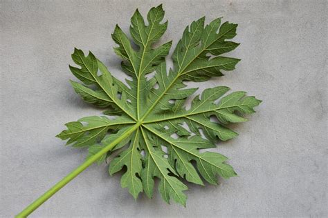 How Giloy And Papaya Leaves Are Useful For Increase In Platelet