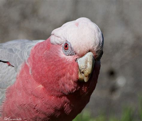 Just Some Galahs Birds In Backyards