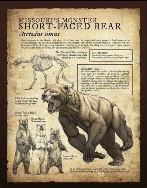 Short Faced Bear That Was Larger Than Modern Polar Bears