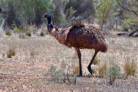 Emu Flinders Range South Australia A Large And Flightless Flickr
