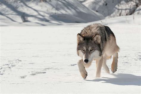 Colorado Begins Planning To Reintroduce Gray Wolves